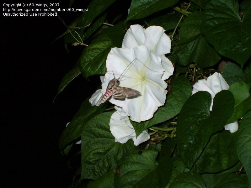 Hương thơm dịu mát của loài hoa thu hút nhiều loài bướm đêm hút mật.