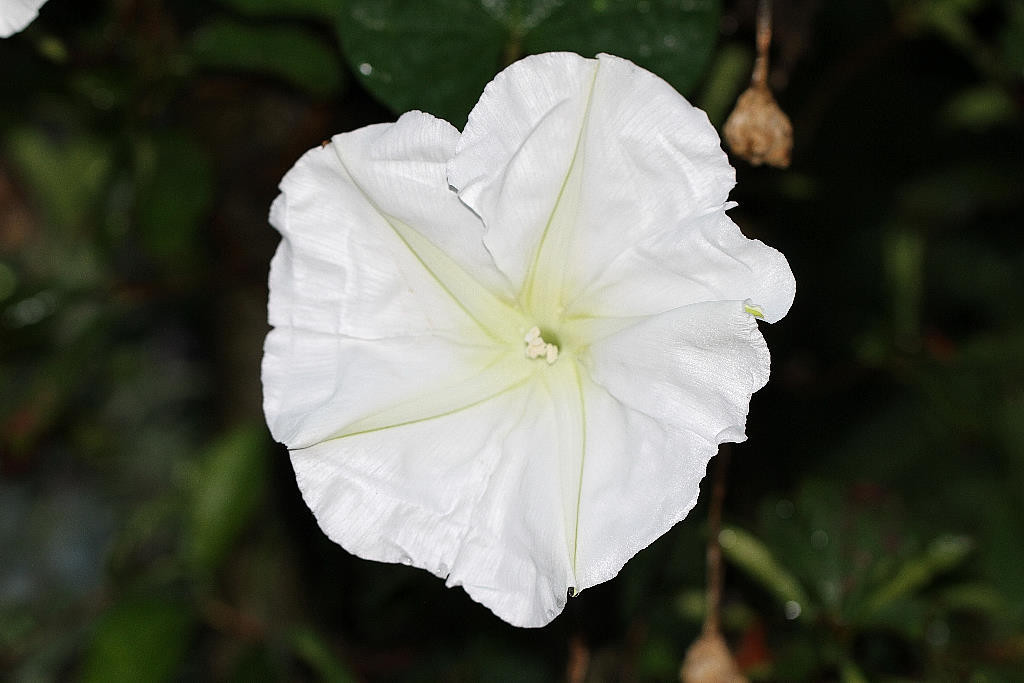 Màu trắng sáng pha vàng nhạt của loài hoa này cũng giống như màu sắc của ánh sáng mặt trăng.