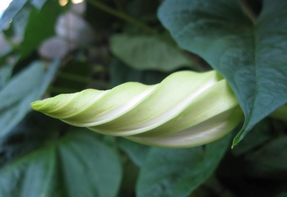 Nhưng chỉ cần tia nắng mặt trời ló dạng, loài hoa kỳ lạ này sẽ lại thu liễm hương sắc của mình. Vào những ngày u ám, hoa có thể vẫn nở khi trời sáng.