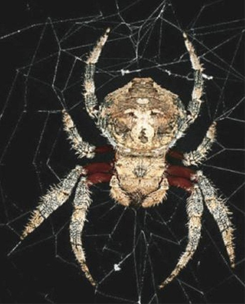 Phát hiện được công bố trên tạp chí Scientific Reports số mới nhất và đã thu hút được đông đảo sự quan tâm chú ý của những nhà khoa học, nghiên cứu trong lĩnh vực.