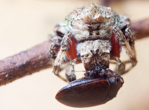 Trước khi gây xôn xao với thông tin này, nhện vỏ cây Darwin đã nổi tiếng là có đời sống mạnh bạo, gây ám ảnh trong thế giới côn trùng. Do sự khác biệt về thể chất, nhện cái thường to gấp 14 lần nhện đực, khi quan hệ, để tránh tình trạng mất mạng sau khi sung sướng, nhện đực lừa trói con nhện cái bằng sợi tơ vô cùng chắc dẻo của mình.
