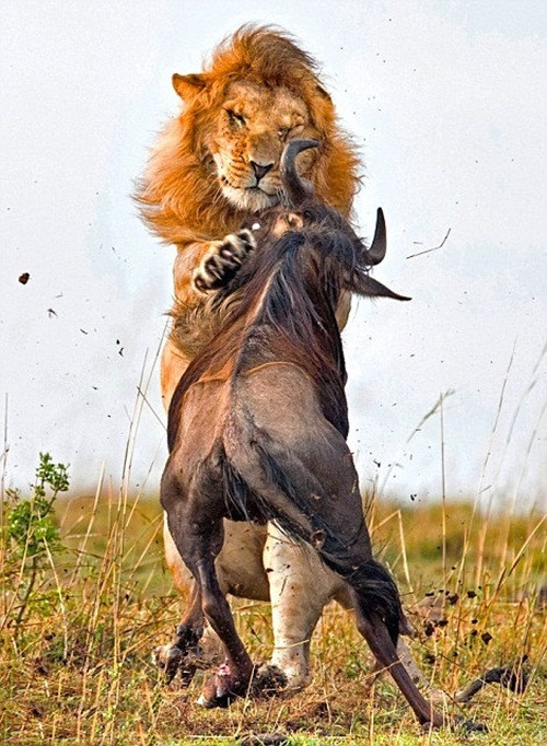 Chống cự vô cùng yếu ớt trước những đòn tấn công mạnh mẽ và mãnh liệt của sư tử, dường như linh dương đầu bò cũng biết số phận của mình. Nguồn: Daily Mail