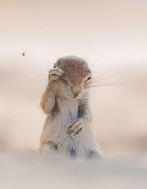 Con sóc cố gắng xua đuổi con ruồi và lấy tay che mắt để ngăn con ruồi đậu xuống. Nguồn: Daily Mail