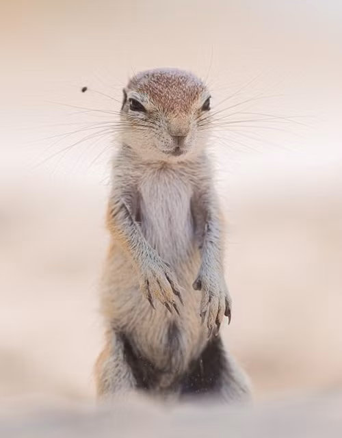 Mặc dù vậy ngay khi sóc đất bỏ tay ra, con ruồi láu lỉnh lại bắt đầu lượn vòng và tìm chỗ đáp trên mặt của sóc, quyết tâm uống bằng được nước mắt của loài động vật gặm nhấm này. Nguồn: Daily Mail