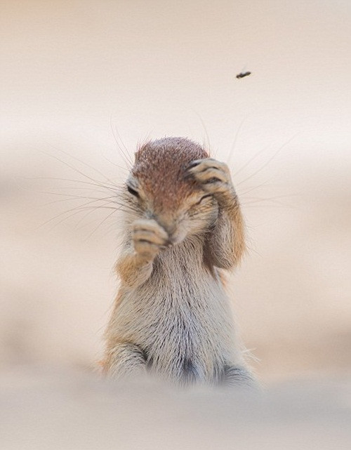Buổi trưa nắng nóng, sóc đất mệt mỏi muốn tìm một chỗ để ngả lưng thì bất ngờ gặp phải kẻ phiền nhiễu là một con ruồi nhỏ bé. Nguồn: Daily Mail