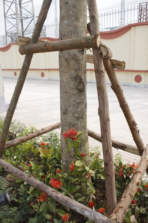 Những cây xanh ven đường được gia cố rất chắc chắn.