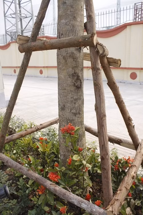 Những cây xanh ven đường được gia cố rất chắc chắn.