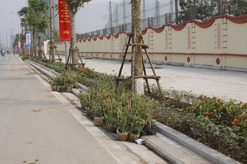 Ngoài những cây xanh cao, to bên đường cồn trồng một số loại hoa rất đẹp và bắt mắt.