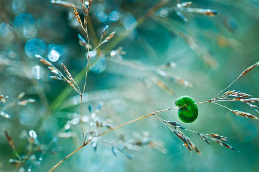 Theo Magda Wasiczek chia sẻ, mặc dù cô không biết ai và tại sao, những sức mạnh gì đã tạo ra thế giới xung quanh chúng ta nhưng cô biết rằng thế giới luôn vô cùng hấp dẫn, trong từng chi tiết nhỏ nhất. Nguồn: Bored Panda