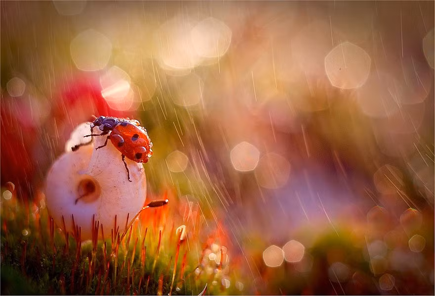 Để chụp được những hình ảnh đẹp lung linh như thế này, Magda đã sử dụng phương pháp chụp ảnh macro, phóng đại và chụp cận cảnh chủ thể. Nguồn: Bored Panda