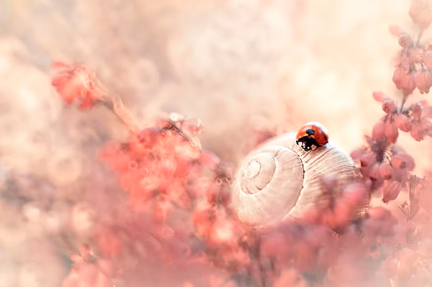 Trước khi bắt đầu chụp ảnh, Magda thích vẽ, sơn. Sau đó, cô thay đổi công cụ truyền tải hình ảnh của mình, bắt đầu học cách sử dụng máy ảnh và sau một thời gian dài miệt mài luyện tập, cô đã biết cách sử dụng những tính chất quang học để đạt được hiệu quả mong muốn. Nguồn: Bored Panda