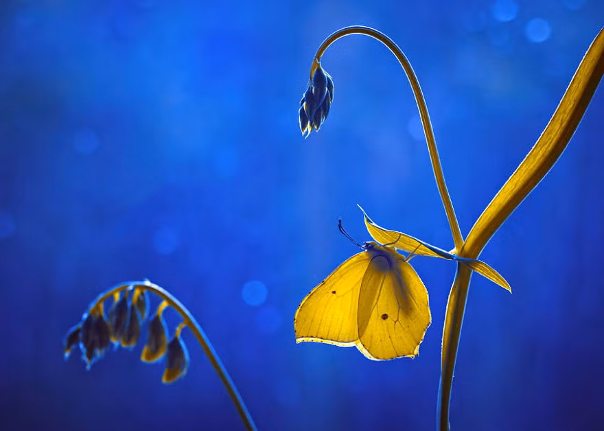 Qua những bức ảnh tuyệt đẹp của mình, Magda muốn thể hiện tầm nhìn của mình về thế giới, về thiên đường bình dị, nhỏ bé ngay dưới chân con người, về những câu chuyện cổ tích vẫn thường xảy ra trong thế giới côn trùng. Nguồn: Bored Panda