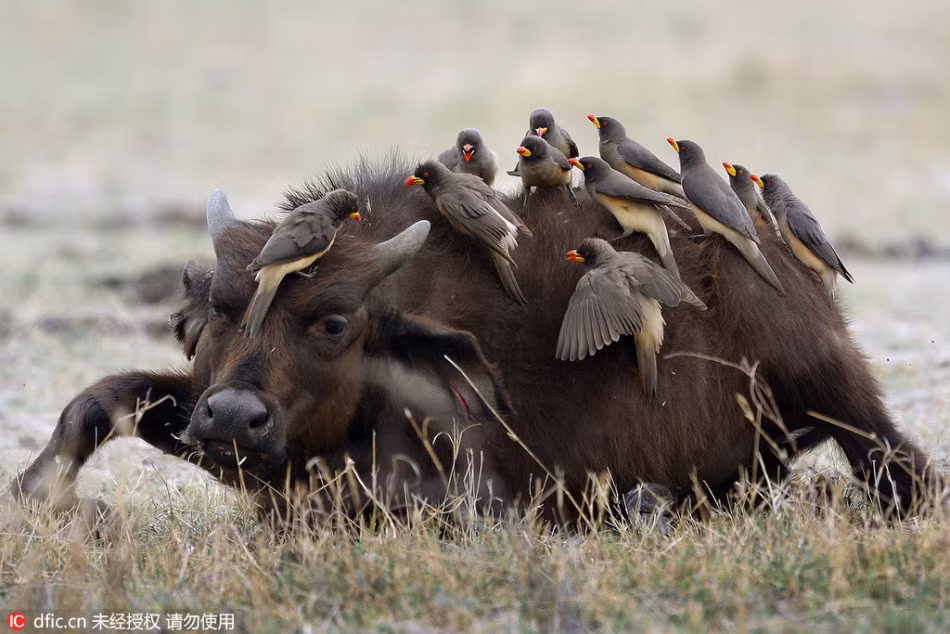 Những hình ảnh về một con trâu rừng bực bội, cố gắng thoát khỏi sự bám đuổi của đàn chim nhỏ được ghi lại tại khu bảo tồn động vật hoang dã Botswana, khiến nhiều thích thú. Nguồn: Sina