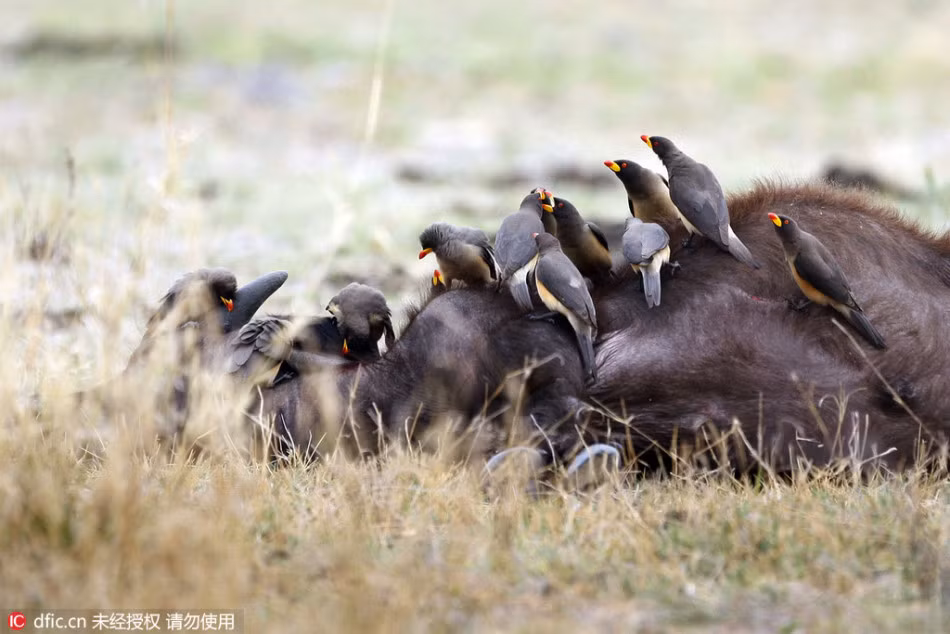 Tuy vậy, lần này số lượng công nhân vệ sinh lên đến con số 15, đàn chim kéo đến cả bầy không khác gì mở tiệc trên cơ thể của con trâu rừng. Nguồn: Sina