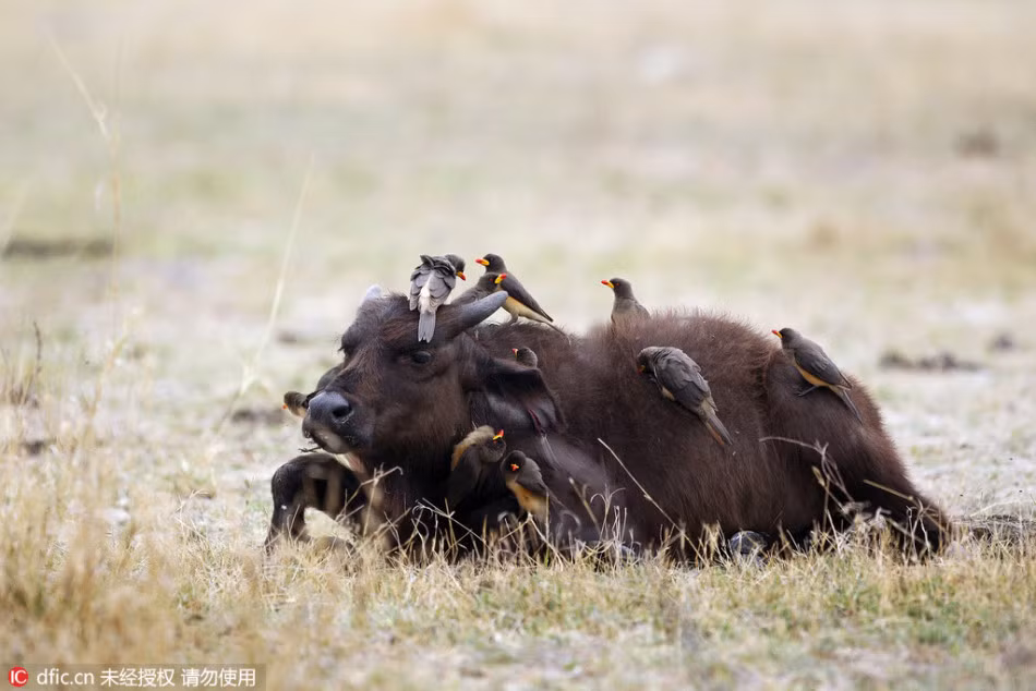 Thông thường nhưng con trâu rừng khổng lồ rất khoái việc những con chim đến làm công tác vệ sinh thân thể cho nó khi nghỉ ngơi. Nguồn: Sina