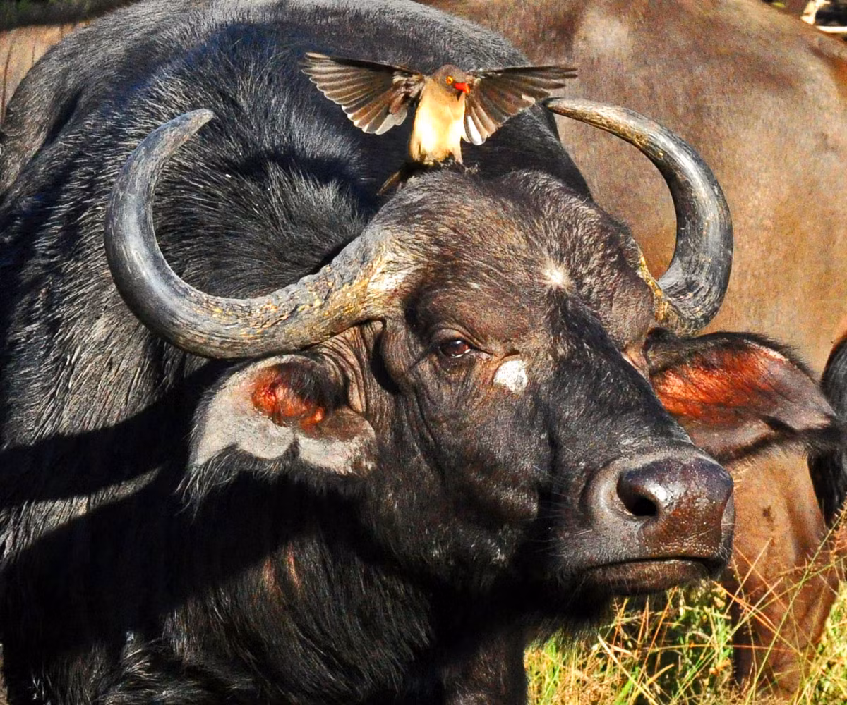 Mối quan hệ này như mặc nhiên diễn ra và những con chim nhỏ cũng tranh thủ được no bụng mà an toàn khi dọn dẹp, kiếm ăn trên cơ thể trâu rừng. Nguồn: Sina