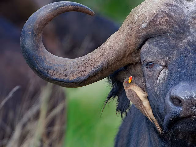 Trong tự nhiên, những con trâu rừng hiền lành, thân thiện coi những con chim nhỏ là bạn, cho phép chúng tìm tòi thức ăn trên cơ thể mình. Nguồn: Sina