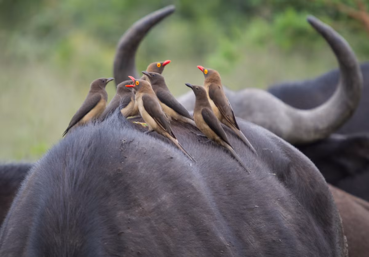 Người ta thường bắt gặp hình ảnh những con vật nhỏ bé thoải mái quá giang trên cơ thể khổng lồ của trâu rừng. Nguồn: Sina