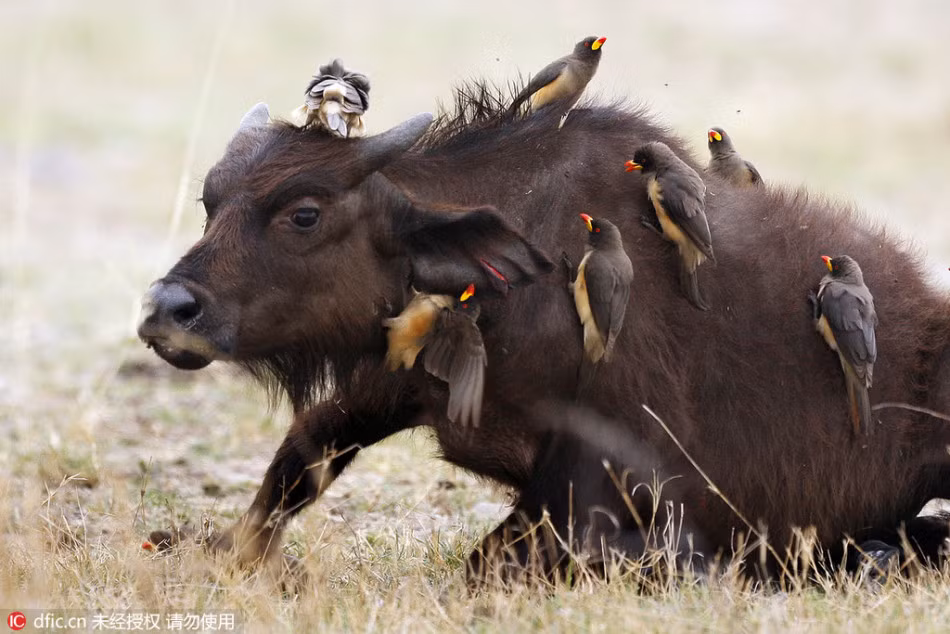 Lúc đầu, trâu rừng thản nhiên cho qua nhưng lâu dần nó bị tiếng ríu rít liên tục của những con chim làm phiền đến nỗi không thể chịu nổi và phải bỏ của chạy lấy người, cố gắng xua đuổi những con chim gây nhiễu sự, không biết phép lịch sự. Nguồn: Sina