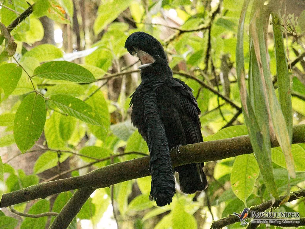 Chim Cephalopterus Penduliger sở hữu ngoại hình kỳ lạ, là một trong những loài chim có vẻ ngoài độc đáo nhất với chiếc cổ dài hơn cả thân mình, chúng có thể được tìm thấy ở Tây Colombia và Ecuador. Nguồn: Lolwot
