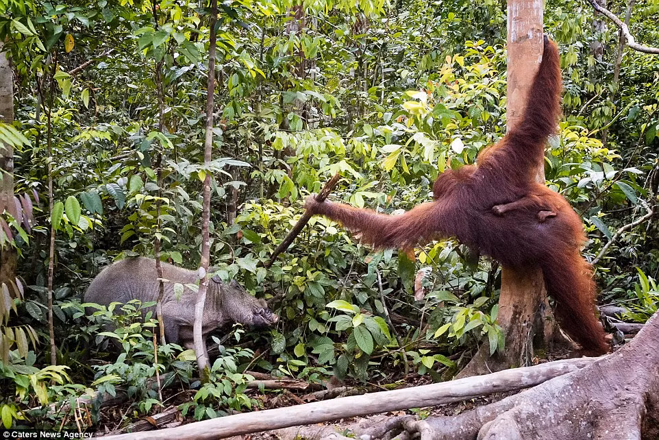 Bản năng làm mẹ, muốn bảo vệ con mình đã tiếp thêm sức mạnh, sự dũng cảm cho con đười ươi mẹ và điều đó làm nhiếp anh gia người Nga vô cùng cảm động. Nguồn: Daily Mail