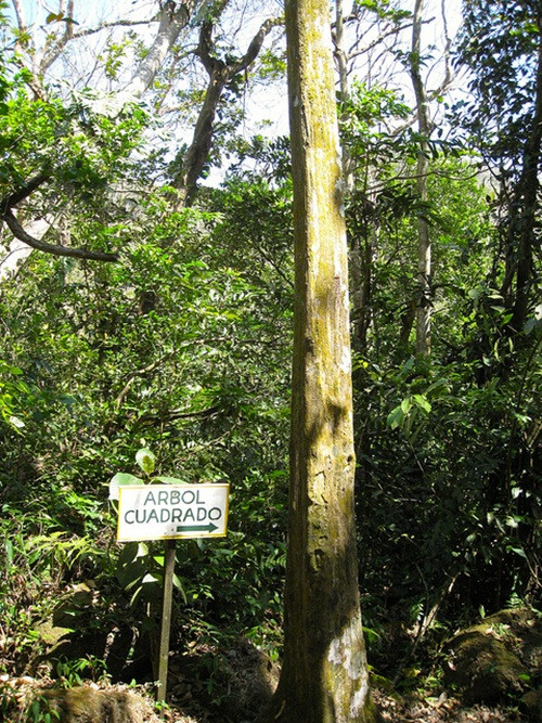 Theo Viện nghiên cứu nhiệt đới Smithsonian, những cây tán rộng thường có hình trụ và có mép thân, khi mép cạnh phát triển sẽ khiến cây sẽ có dạng như hình vuông. Tuy nhiên, việc những cây kỳ lạ ở El Valle có hình dạng vuông khá hoàn hảo như thế thì các nhà nghiên cứu không thể giải thích. Nguồn: Amusing Planet