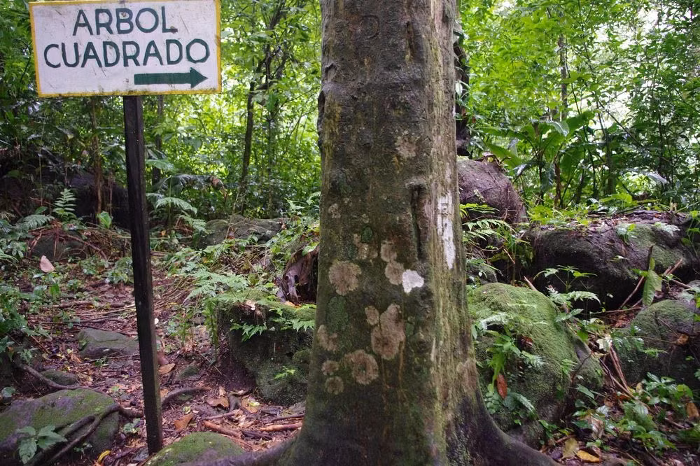 Bên trong một ngọn núi lửa đã tắt tại El Valle, Panama là một thị trấn nhỏ cùng tên. Tại thị trấn này có một thung lũng cây vuông bí ẩn dưới chân núi Cerro Gaital, nơi sinh sống của những cây kỳ lạ, thân hình vuông, bốn mặt đều bằng chằn chặn. Nguồn: Amusing Planet