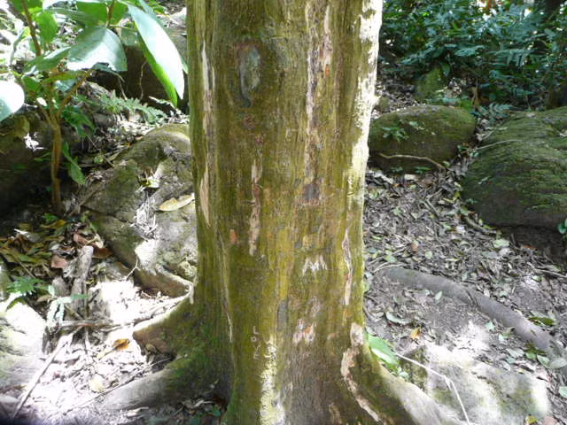 Câu trả lời được nhiều nhà khoa học xác nhận là những cây vuông kỳ lạ tại thị trấn El Valle là cây Quararibea asterolepis, một loại cây tán rộng thường được trồng tại các quốc gia Nam Mỹ như Brazil, Colombia, Costa Rica. Theo nghiên cứu của Lawrence Dew và Jean P. Boubli, đây cũng là một loại cây tán rộng phổ biến ở Panama. Nguồn: Amusing Planet