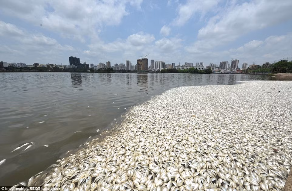 Những hình ảnh kinh hoàng về hiện tượng cá chết bất thường, nổi trắng mặt hồ này đang gây bão dư luận, buộc cơ quan chức năng và các ban ngành liên quan phải vào cuộc khẩn cấp, thông tin rõ tới người dân. Nguồn: Daily Mail