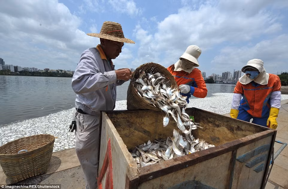 40 công nhân vệ sinh đã được cử tới hồ Hồng Thành để tiến hành vớt xác cá. Công cuộc vệ sinh hồ, vớt xác cá diễn ra liên tục trong nhiều giờ, tạm thời đã xử lý được cơ bản. Nguồn: Daily Mail