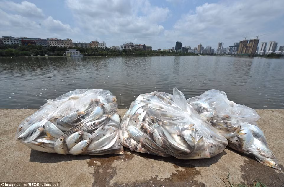 Đây không phải lần đầu tiên ở Trung Quốc xảy ra tình cá chết thảm hàng loạt lên tới cả tấn. Năm 2015, tại tỉnh Quảng Đông, miền nam Trung Quốc, hàng ngàn động vật đã chết thảm sau khi nước hồ bị ô nhiễm nặng nề. Hơn 1000 tấn cá chết nổi lềnh phềnh gây khiếp đảm gần thành phố Huệ Châu, Trung Quốc. Nguồn: Daily Mail