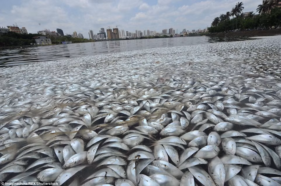 Giải thích về hiện tượng cá chết thảm hàng loạt ở hồ Hồng Thành, Cục quản lý Hải sản và Thủy sản ở địa phương đã tiến hành kiểm tra và cho biết nguyên nhân cá nhân không phải do nguồn nước bị ô nhiễm mà do bị thay đổi độ mặn đột ngột. Nguồn: Daily Mail