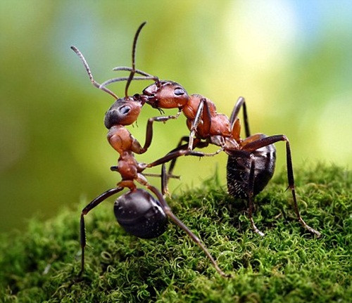 Thường những đạo cụ, phụ kiện chụp ảnh của nhiếp ảnh gia Andrey Pavlov là rong rêu, những cành cây nhỏ, hoa quả, vỏ hạt... được chế tác và sắp đặt tỉ mỉ. (Nguồn Dailymail)