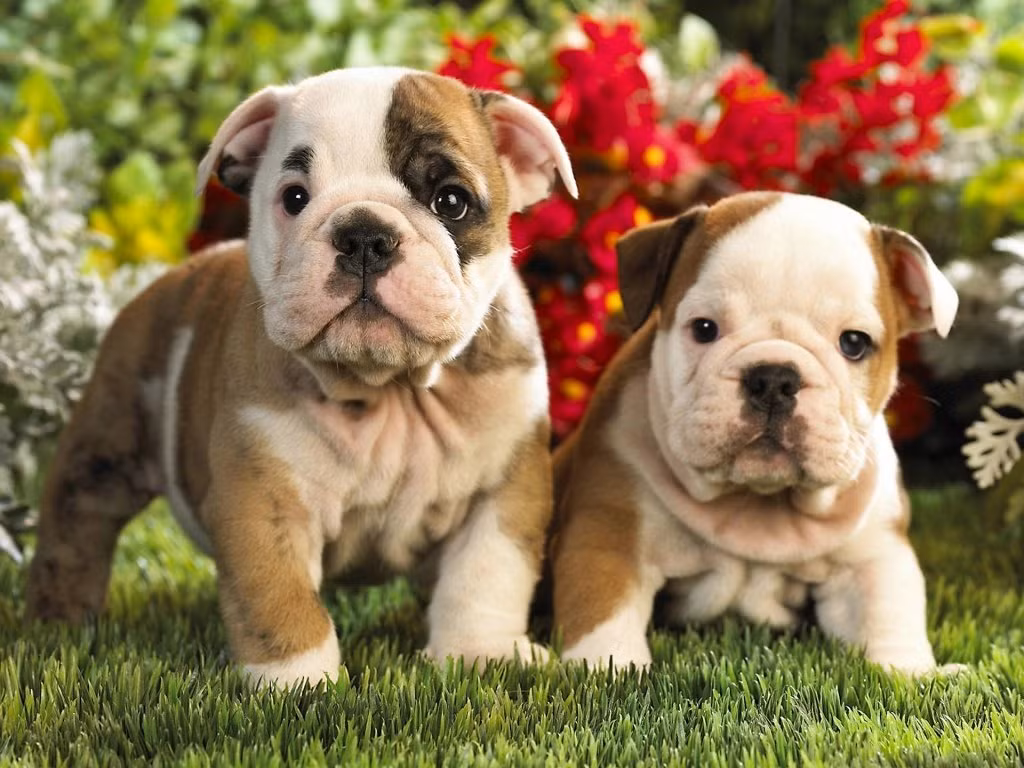 Vì những con chó bulldog cơ bắp và khá... cồng kềnh ngay từ trong bụng mẹ nên khi sinh đẻ, con chó mẹ thường phải được mổ. Nguồn: Lolwot