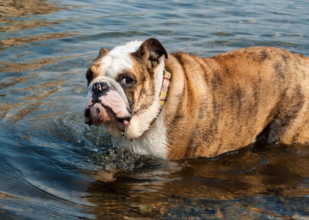 Không thể phủ nhận được sự dễ thương của những con chó bulldog nhưng chúng cũng là loài chó... xì hơi khá nhiều. Bạn nên chuẩn bị tinh thần hứng "bom thối" bất cứ lúc nào. Nguồn: Lolwot