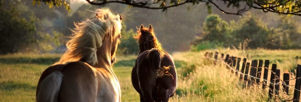 Không giống như các động vật khác có thể thở cả bằng mũi và miệng, ngựa không thể thở bằng miệng mà chỉ sử dụng lỗ mũi của nó để hô hấp. Nguồn: Lolwot
