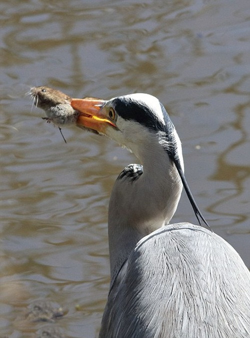 Thản nhiên nhìn con chuột vẫy vùng, con diệc chỉ mất vài động tác đã nuốt chửng được con chuột dũng cảm nhưng không đủ may mắn. Nguồn: Daily Mail