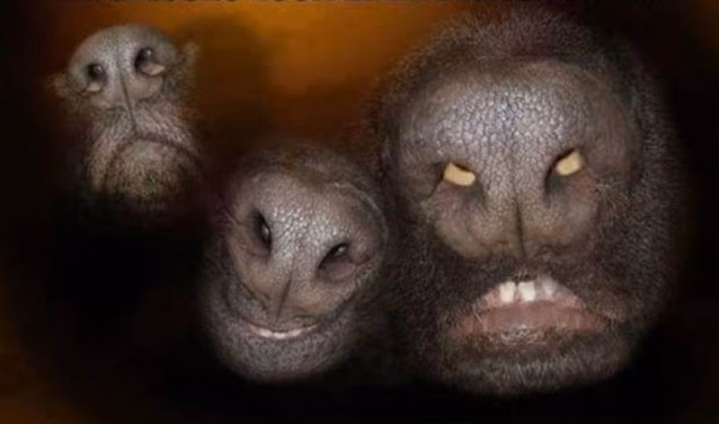 Đây là một loài động vật ngoài hành tinh? Những hình ảnh khó tin nhưng có thật, có thể gây hiểu nhầm này chỉ là một hình ảnh ấn tượng chụp cận lỗ mũi của những con chó trong điều kiện thiếu sáng mà thôi. Tuy nhiên hiệu quả thị giác nó mang lại là điều khiến ai cũng phải ngạc nhiên, thích thú. Nguồn: Lolwot