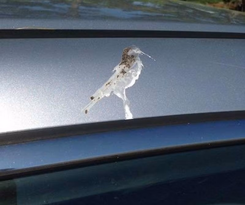 Một bãi phân chim hình... con chim? Đây là hình ảnh khó tin nhưng có thật và là sự trùng hợp tự nhiên vô cùng đáng yêu. Nguồn: Lolwot