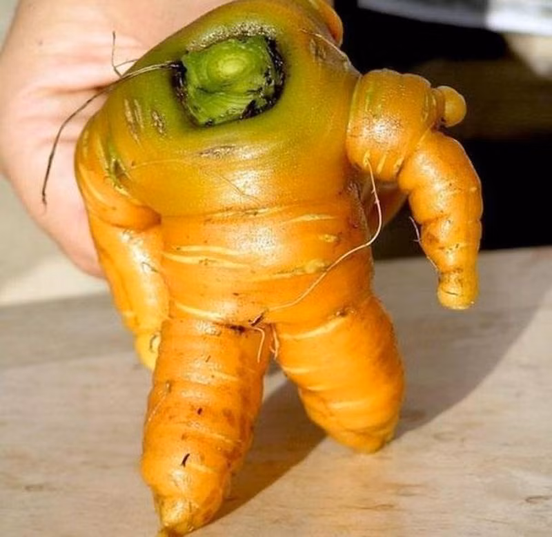 Đây có phải là một loại cà rốt được sản sinh trong lòng đất để tỏ lòng tôn kính đến Neil Armstrong? Chúa trời đã tạo ra nó sau khi chúng ta đặt chân lên mặt trăng? Củ cà rốt trông giống hệt như một phi hành gia đã mặc áo bảo hộ. Nguồn: Lolwot