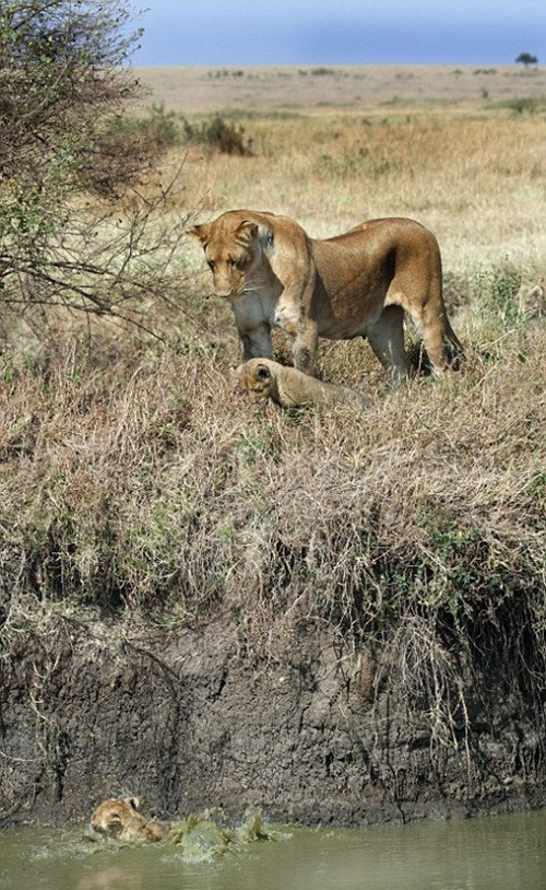 Từng con từng con được sư tử mẹ kéo lên bờ. (Nguồn Daily Mail)