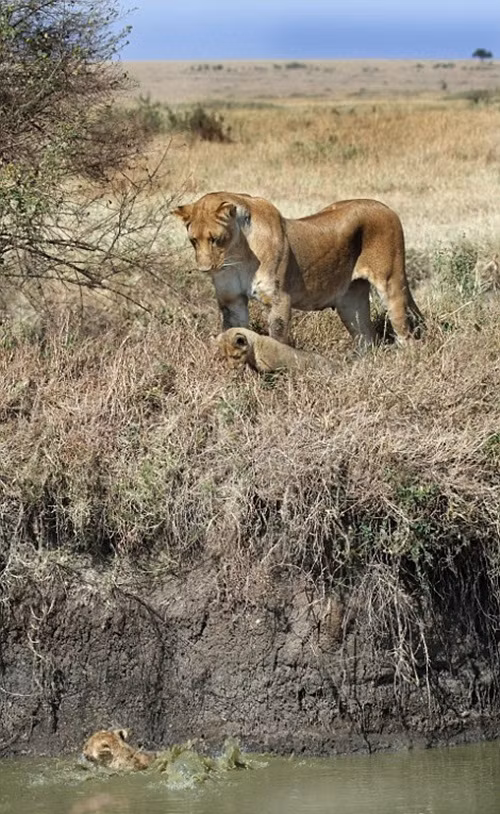 Từng con từng con được sư tử mẹ kéo lên bờ. (Nguồn Daily Mail)