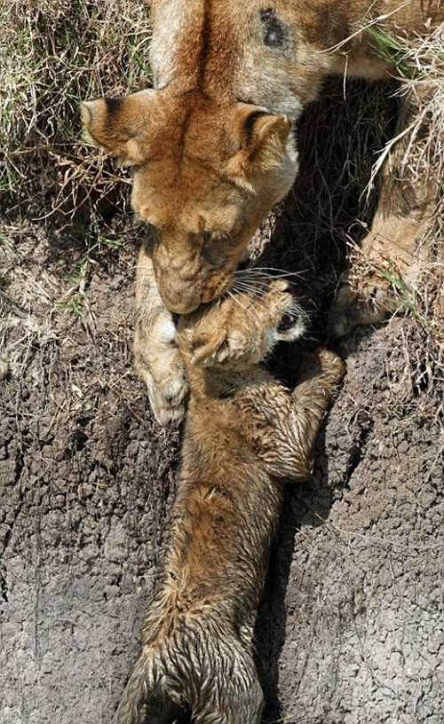 Khoảnh khắc thiêng liêng khi sư tử con được mẹ cứu thoát. Nó nức nở rúc trong vòng tay của mẹ. (Nguồn Daily Mail)