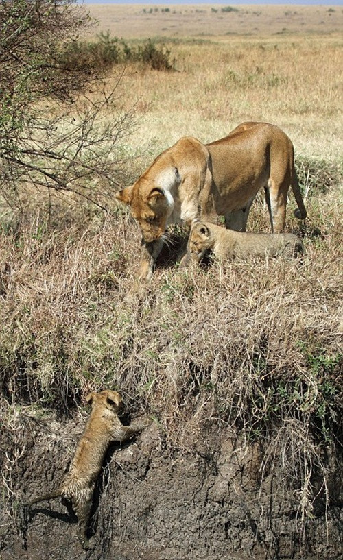 Không phụ công dạy dỗ của mẹ, chú sư tử con dũng cảm, kiên cường trèo lên vách đất theo lời động viên của mẹ. (Nguồn Daily Mail)