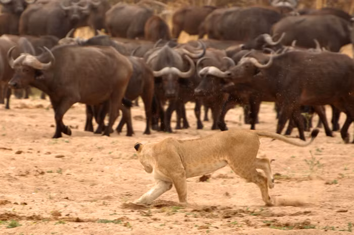 Tuy được coi là con mồi của sư tử nhưng thi thoảng trâu rừng vẫn húc thủng bụng sư tử, cảnh cáo những động vật săn mồi đỉnh cao đừng quá tự phụ. Chính vì thế, khi săn trâu rừng, đặc biệt là săn mồi trong khi trâu rừng đi thành từng bầy hàng ngàn con sư tử rất thận trọng. Nguồn: Africa Geographic