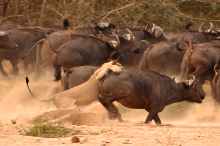 Trong một nỗ lực không thể xuất sắc hơn, con trâu rừng non kinh nghiệm đã chạy được về với đàn, thoát khỏi móng vuốt tử thần của sư tử cái, khiến cặp đôi sư tử cái tức giận, hậm hực và xấu hổ vì đã để vuột mất miếng mồi ngon trong phút chốc. Nguồn: Africa Geographic