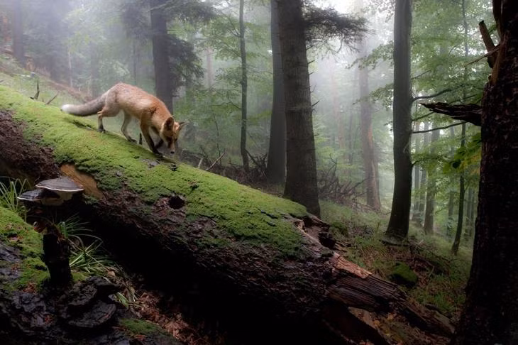 Điểm chung của hầu hết những bức ảnh là những dã thú cô độc, lẻ loi lang thang trong rừng, tuy nhiên sắc thái không hề giống nhau, kẻ kiếm ăn, người trầm tư suy nghĩ, thưởng thức phong cảnh hoang sơ tuyệt đẹp. Nguồn: Smalliving