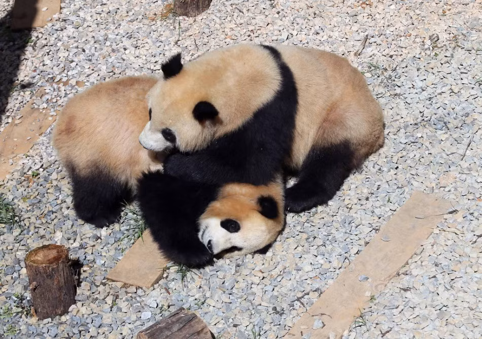 Mặc dù ra tay không từ thủ đoạn nhưng gấu trúc vẫn biết phân biệt nặng nhẹ, không gây ra thương tích đáng kể cho đồng loại của mình. Nguồn: Sina