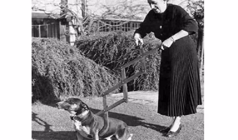 Đây chính là phát minh độc đáo giúp chủ nhân có thể kiểm soát được sự điên cuồng bất thường của cún cưng. Không rõ cơ chế hoạt động nhưng phát minh này có vẻ không mấy hữu ích và còn có thể làm đau vật cưng. Nguồn: Lolwot