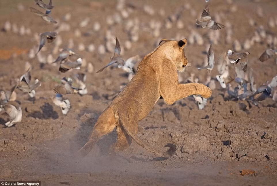 Vì khát nước, một bầy lớn những con chim bồ câu Cape Turtle đã đậu xuống một hố nước tự nhiên ở công viên quốc gia Chobe ở Botswana. Nguồn: Daily Mail